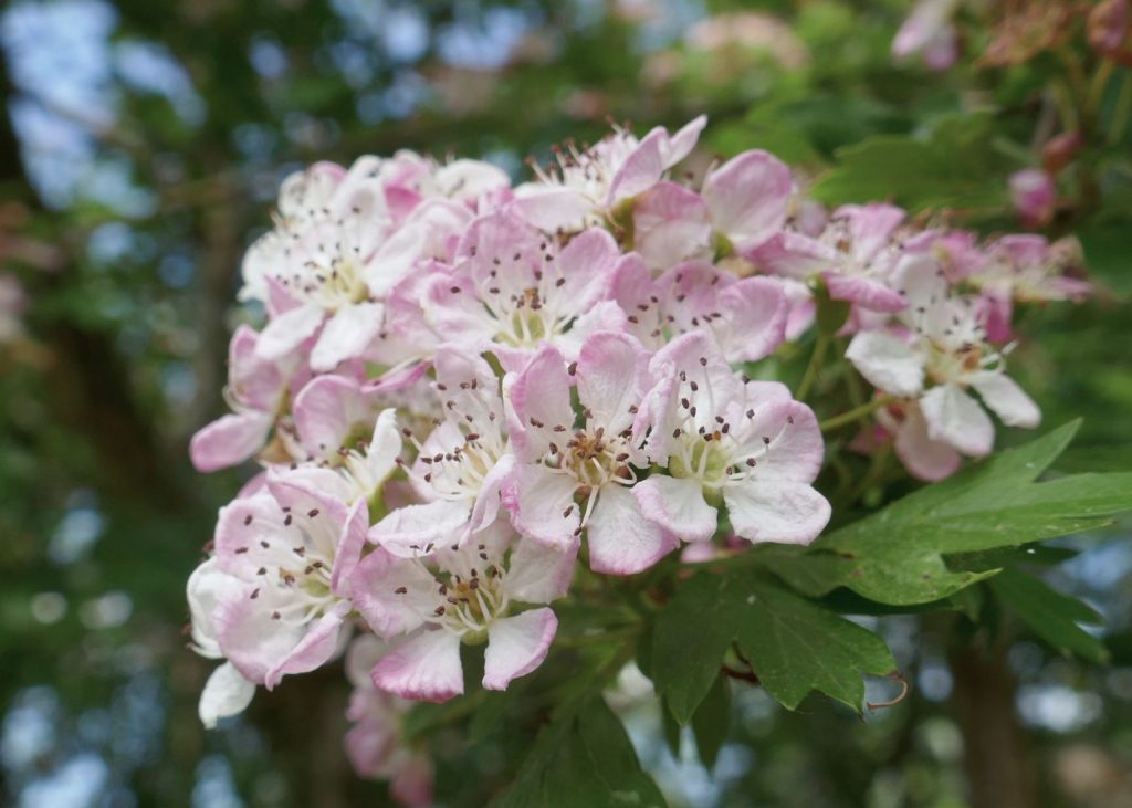 Bachblüten Cherry Plum im Bach Centre