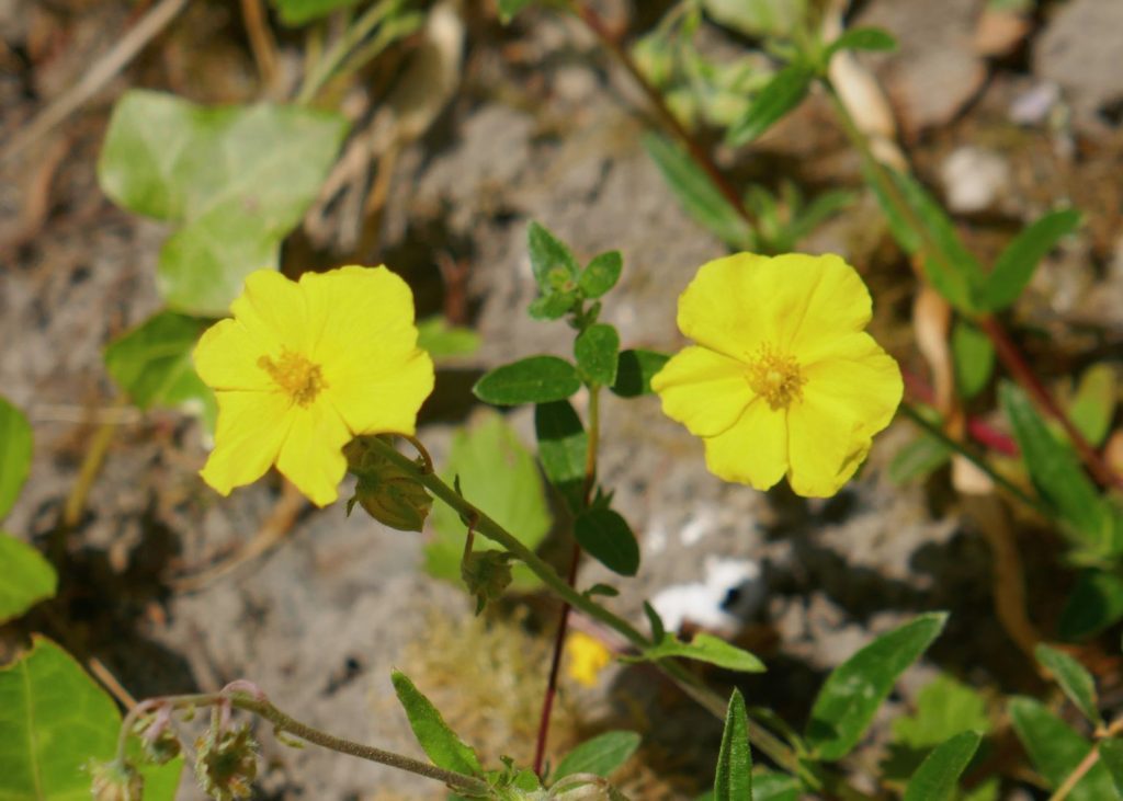 Bachblüten Rock Rose im Bach Centre